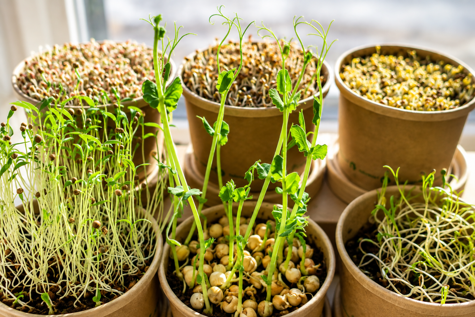 Amarant Fire microgreens